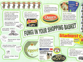 MiSAC competition Fungi